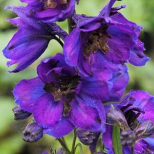 Delphinium (Magic Fountains) Dark Blue/Dark Bee