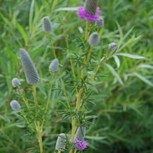 Dalea purpurum 