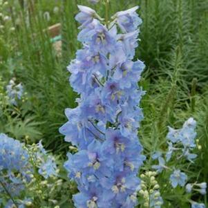 Delphinium belladonna 