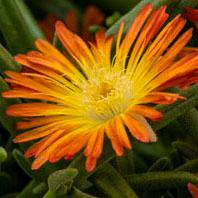 Delosperma Delmara® Orange 