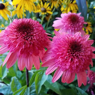 Echinacea purpurea Pink Double Delight