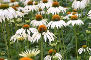 Echinacea purpurea White Swan