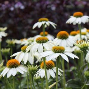 Echinacea purpurea PowWow White