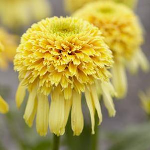 Echinacea Cone-fections Lemon Drop