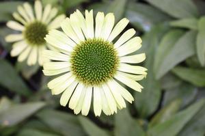 Echinacea Green Jewel