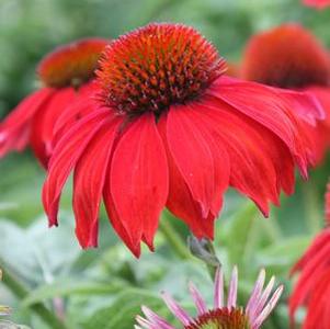 Echinacea Sombrero® Salsa Red