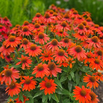 Echinacea Sombrero® Adobe Orange 