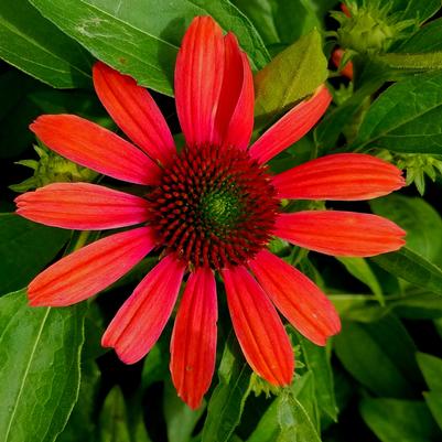 Echinacea Butterfly™ Julia