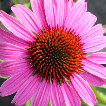 Echinacea purpurea Magnus