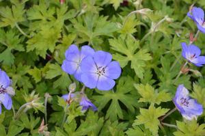 Geranium Rozanne