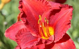 Hemerocallis Chicago Apache