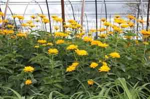 Heliopsis helianthoides Summer Sun