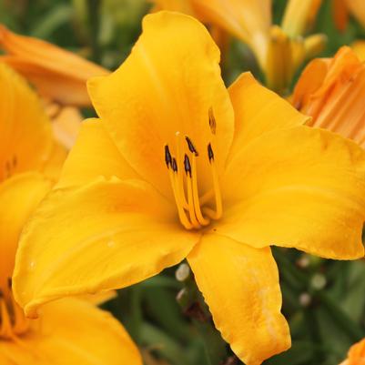 Hemerocallis Chicago Sunrise