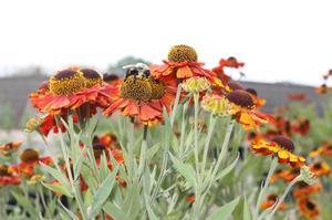 Helenium Mardi Gras