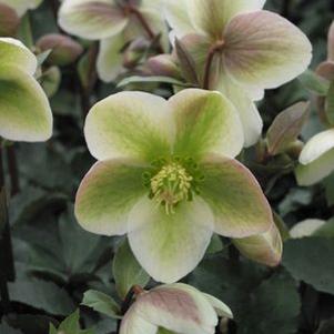 Helleborus Ivory Prince