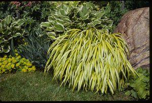 Hakonechloa macra Aureola