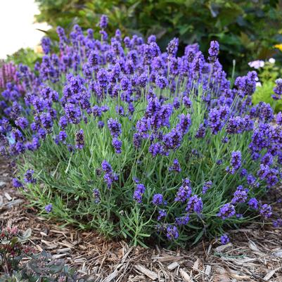 Lavandula angustifolia SWEET ROMANCE® 