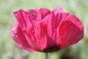 Papaver orientale Marlene