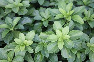 Pachysandra terminalis Green Carpet