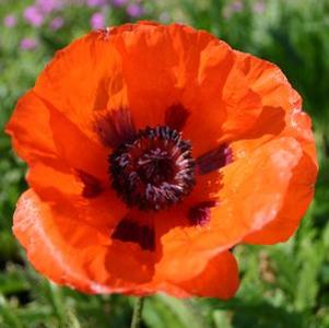 Papaver orientale Prince of Orange