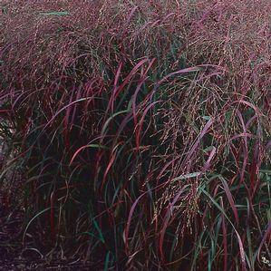 Panicum virgatum Rotstrahlbusch