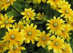 Rudbeckia Prairie Sun