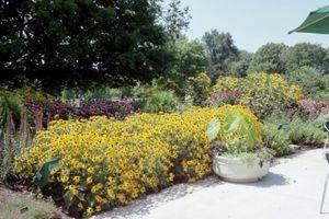 Rudbeckia fulgida var. sullivanti Goldsturm