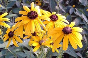 Rudbeckia speciosa Prairie Blaze