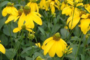 Rudbeckia nitida Herbstsonne