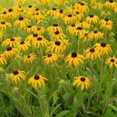 Rudbeckia American Gold Rush