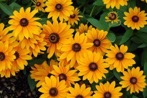 Rudbeckia hirta Goldilocks