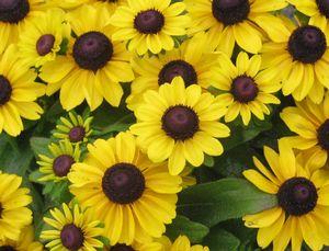 Rudbeckia Toto Lemon