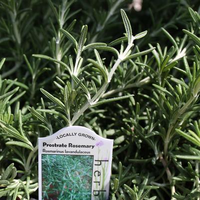 Rosemary, Prostate 