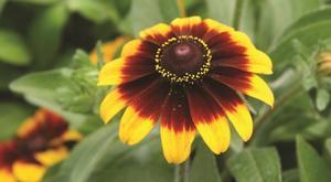 Rudbeckia Sonora