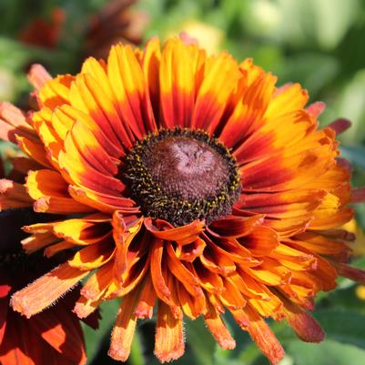 Rudbeckia Autumn Colors