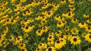 Rudbeckia speciosa Viette's Little Suzy