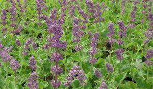 Salvia verticillata Purple Rain