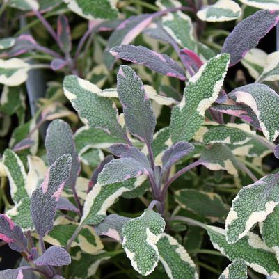 Sage, Tricolor 