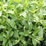 Tarragon, Mexican 