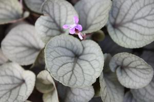 Viola walteri Silver Gem