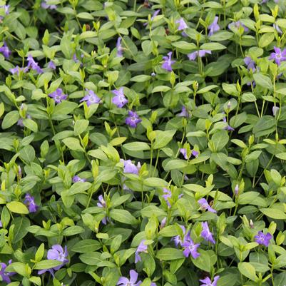 Vinca minor Bowles