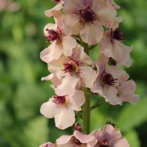 Verbascum Southern Charm