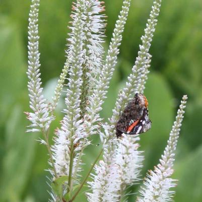 Veronicastrum virginicum 