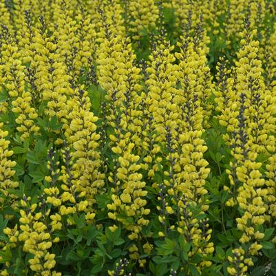 Baptisia DECADENCE® DELUXE Lemon Meringue