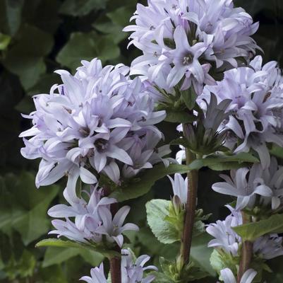 Campanula glomerata Emerald