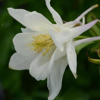 Aquilegia Earlybird™ White