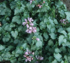 Lamium maculatum Pink Pewter