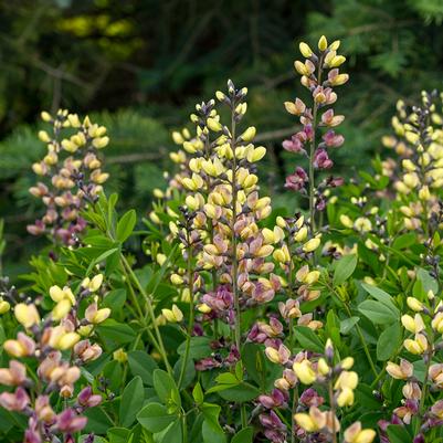 Baptisia DECADENCE® DELUXE Pink Lemonade