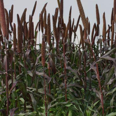 Millet Purple Baron