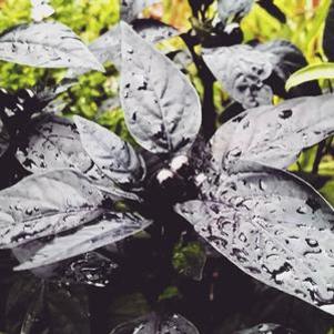 Ornamental Pepper Black Pearl